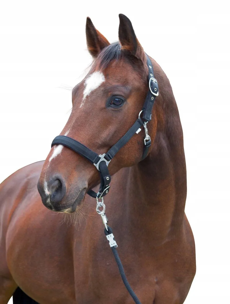 Kantar voor Paarden - Dexter - Maat XXFull von Covalliero in Schwarz – Produktfoto