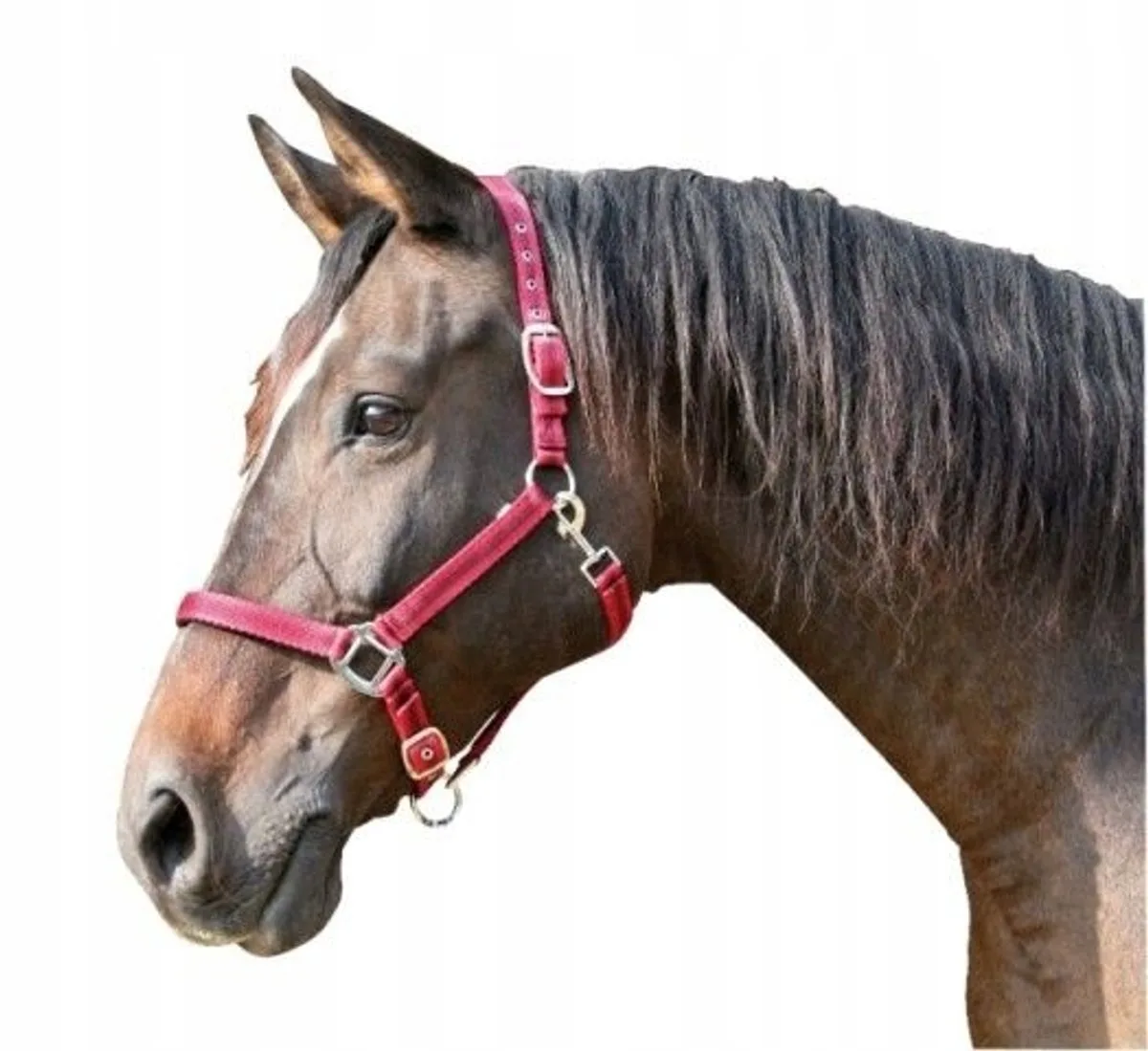 Mustang Kappertouw Rood/Zwart - Maat 2 (Cob) från Covalliero i Svart – produktbild