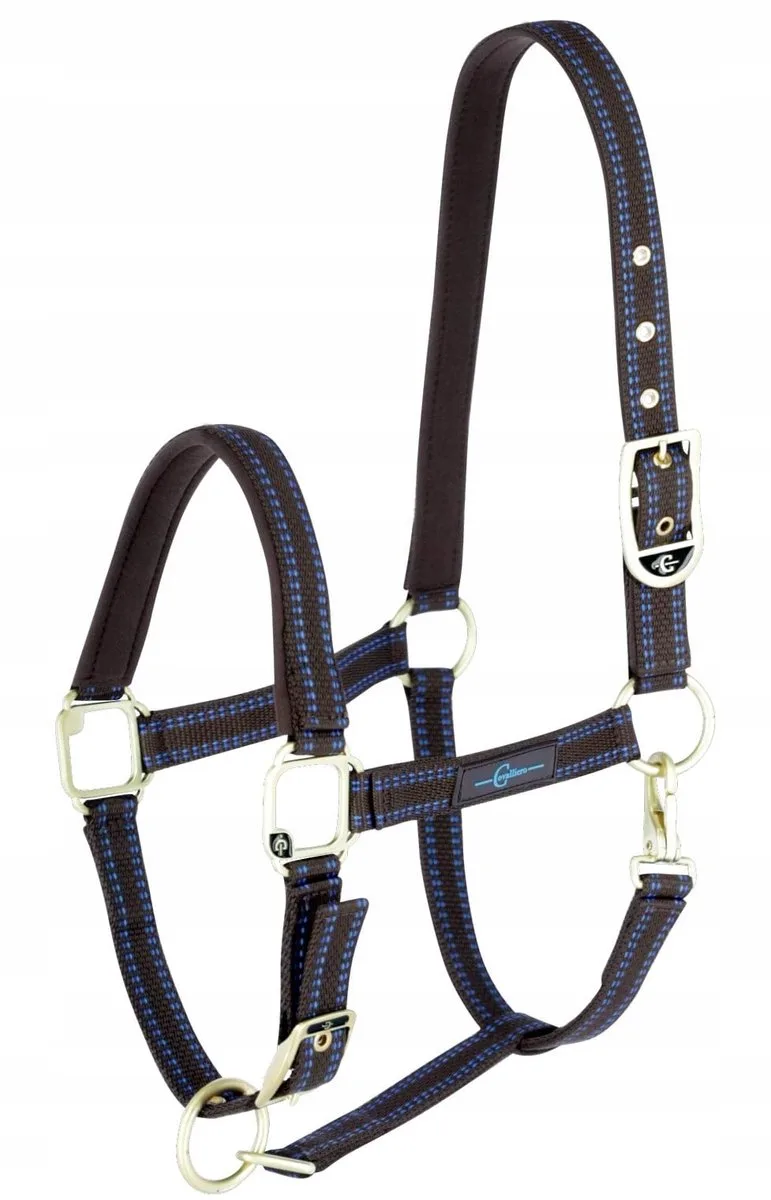 Royal Pony Halster Bruin/Lichtblauw Maat 1 by Covalliero in Light blue – product photo