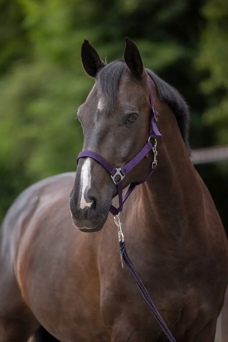 Ruiter Hippo Paardrijhalster Maat Cob von Covalliero in Lila – Produktfoto