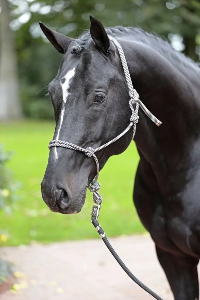 Touw Halster Pony Marineblauw/Beige Maat 1 von Covalliero in Beige – Produktfoto