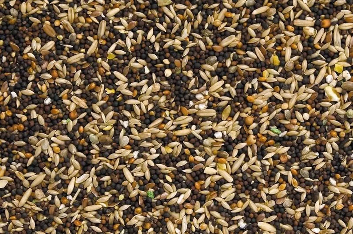 kanariezaad standaard - 5kg van Deli Nature – productfoto