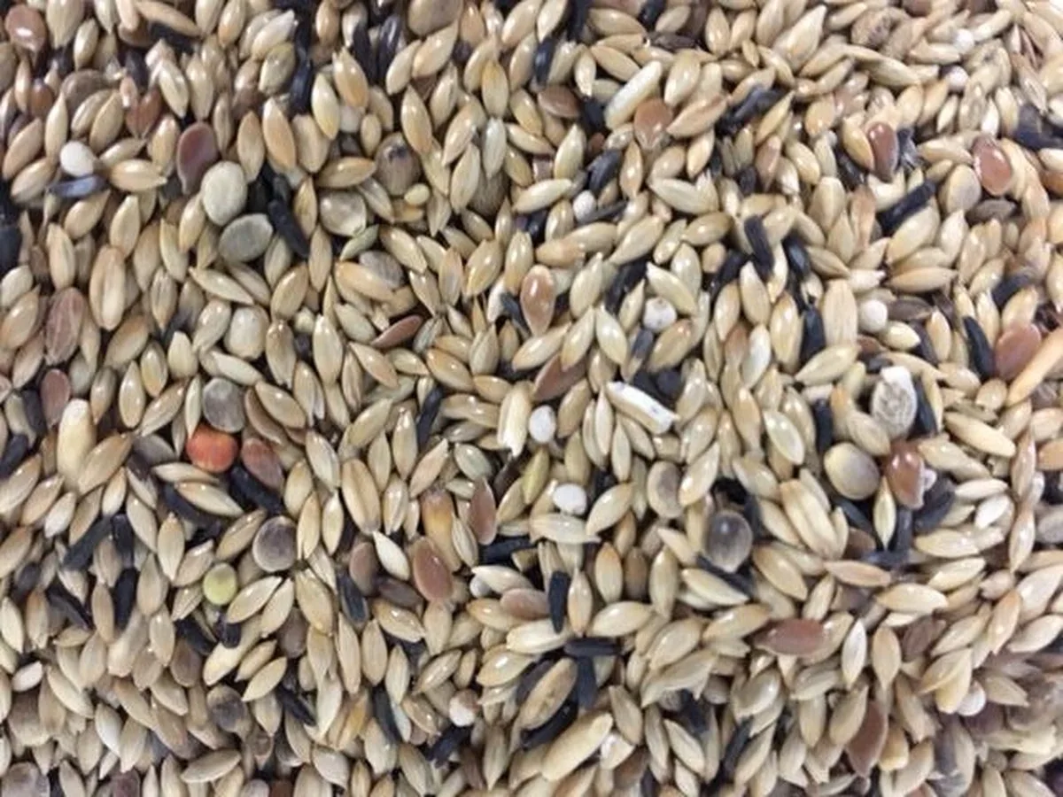 kanariezaad zonder raapzaad - 5kg by Deli Nature – product photo