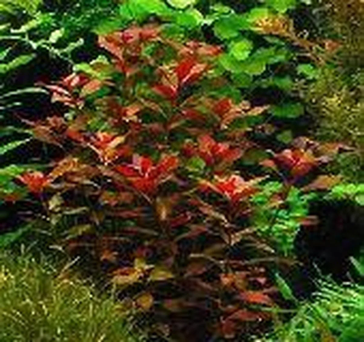 Zuid Amerika Aquariumplanten - 10 Planten van Dennerle in Groen – productfoto