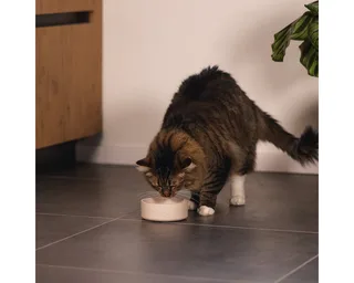 Eetbak Noor - Voerbak - Drinkbak - Kat - Bamboe - 12 cm by Designed by Lotte in Beige – product photo 4 of 4