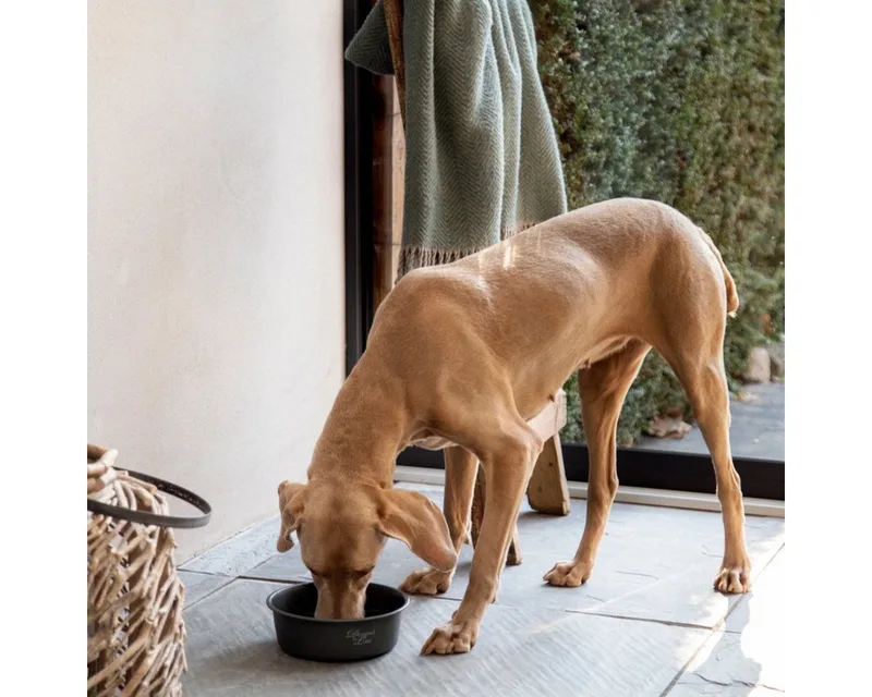 Mangeoire Pour Chien Feri by Designed by Lotte – product photo 2 of 2