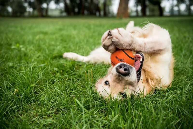 Neutron Star - Ø6 cm - Hondenspeelgoed - Hondenbal - Stuiterende tennisbal - Met pieper - 3 Stuks by Dog Comets in Orange – product photo