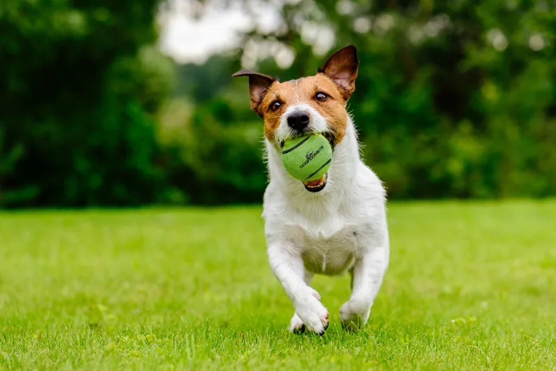 Starlight - Ø6 cm - Hondenspeelgoed - Hondenbal - Stuiterende tennisbal - Drijvend - 3 Stuks fra Dog Comets i Grøn – produktbillede