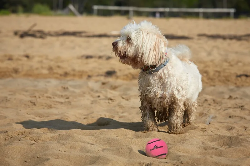Starlight - Ø6 cm - Hondenspeelgoed - Hondenbal - Stuiterende tennisbal - Drijvend - 3 Stuks de Dog Comets en Rose – photo produit
