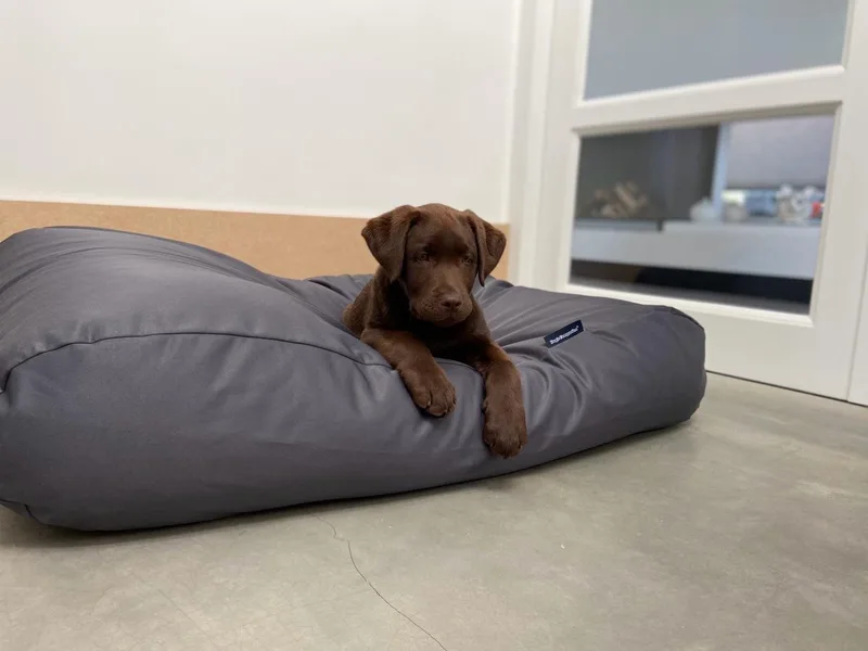 Hoes Hondenkussen / Hondenbed - XS - 55 x 45 cm - Charcoal Water- en Vuilafstotende Coating - Waterafstotend van Dog's Companion in Charcoal Grijs Coating – productfoto