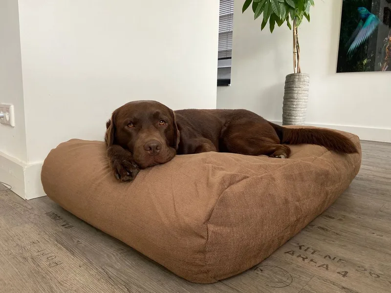 Hondenkussen / Hondenbed café latte meubelstof - S - 70x50cm by Dog's Companion in Brown – product photo