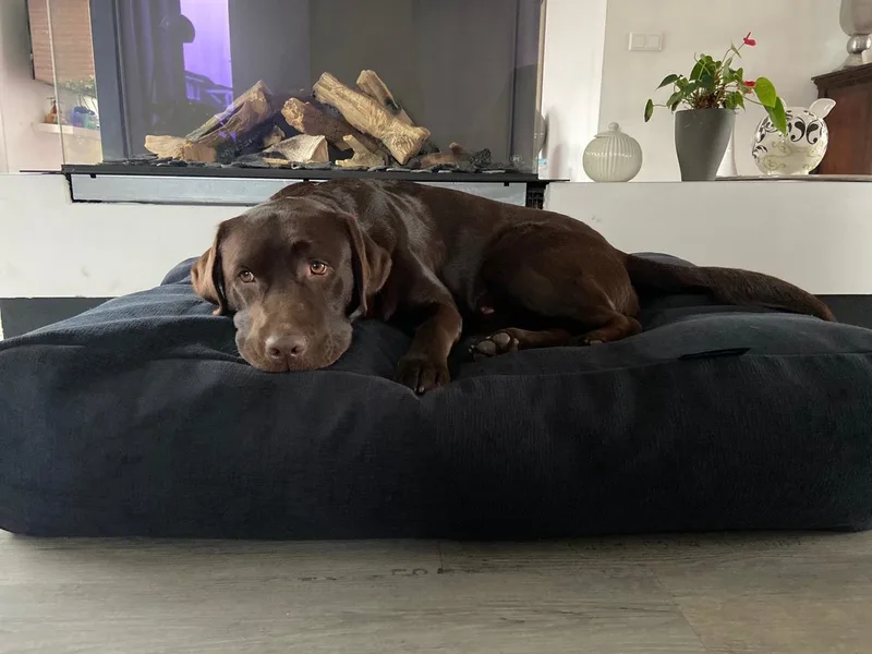 Hondenkussen / Hondenbed dark steel bouclé - S - 70x50cm von Dog's Companion in Rot – Produktfoto