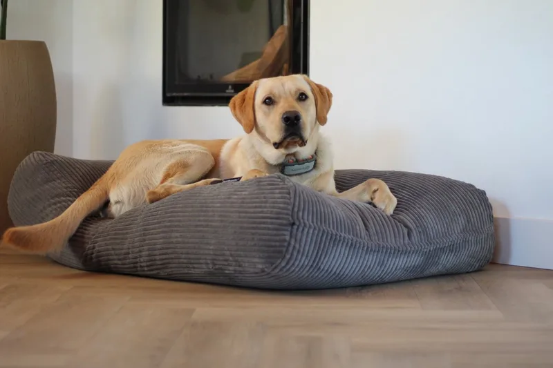 Hondenkussen / Hondenbed - L - 115 x 85 cm de Dog's Companion en Muisgrijs Giant Ribcord – photo produit