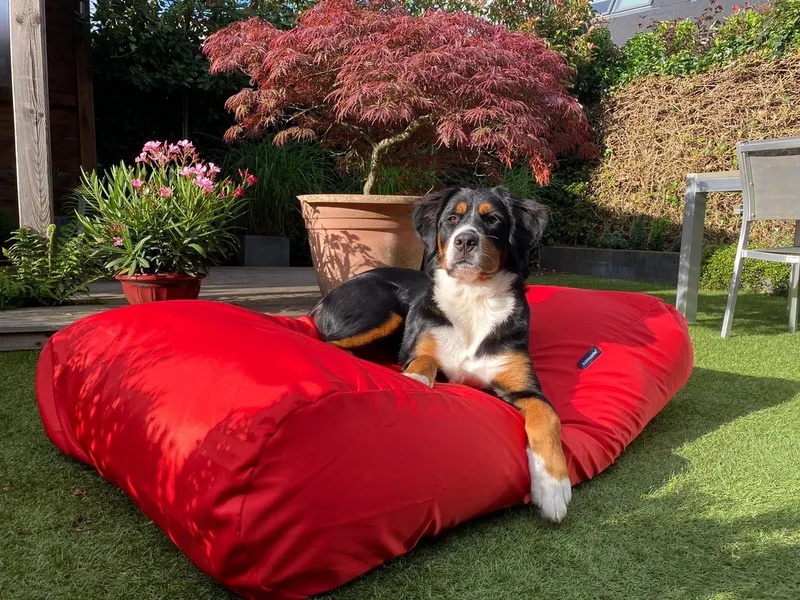 Hondenkussen / Hondenbed - L - 115 x 85 cm - Rood Water- en Vuilafstotende Coating - Waterafstotend von Dog's Companion in Rood Coating – Produktfoto