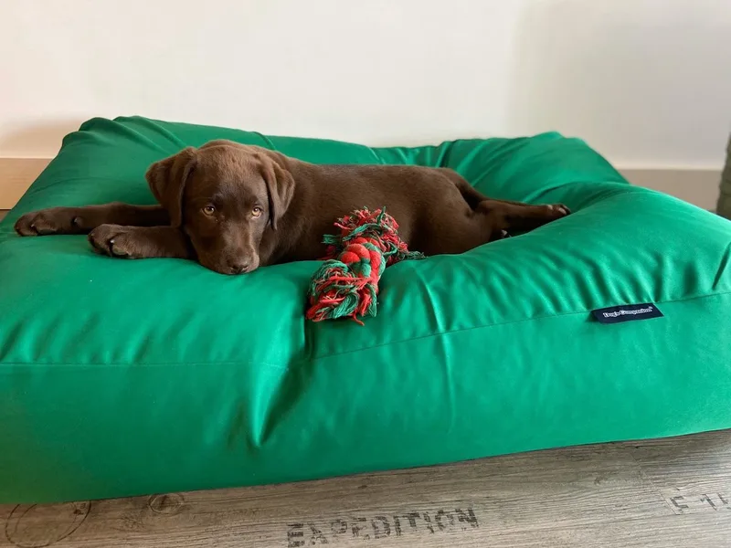 Hondenkussen / Hondenbed lentegroen vuilafstotende coating extra small - XS - 55x45cm de Dog's Companion en Lentegroen Coating – photo produit
