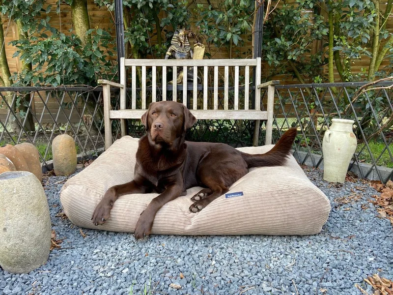 Hondenkussen / Hondenbed - M - 90 x 70 cm von Dog's Companion in Lever Double Ribcord – Produktfoto