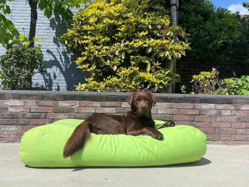 Hondenkussen / Hondenbed - M - 90 x 70 cm - Lime Canvas/Katoen von Dog's Companion in Lime Lichtgroen Canvas, Katoen – Produktfoto