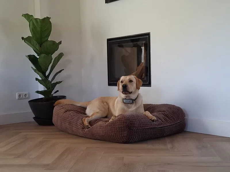 Hondenkussen / Hondenbed - M - 90 x 70 cm von Dog's Companion in Little Square soft bruin – Produktfoto