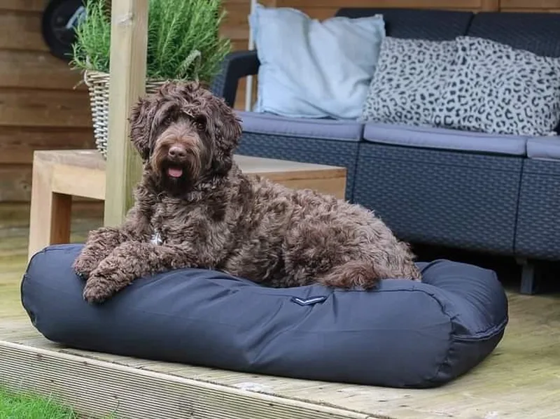 Hondenkussen / Hondenbed - M - 90 x 70 cm - Zwart Water- en Vuilafstotende Coating - Waterafstotend von Dog's Companion in Zwart Coating – Produktfoto