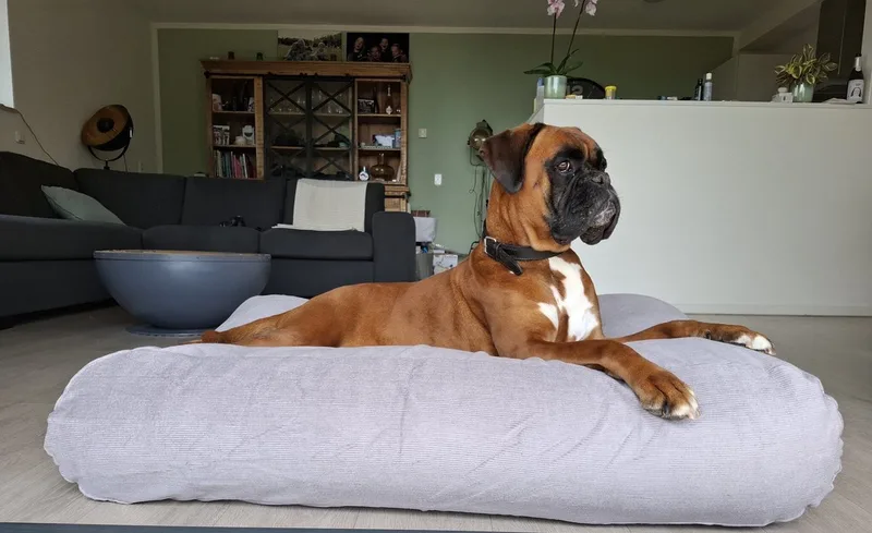 Hondenkussen / Hondenbed muisgrijs small ribcord - S - 70x50cm by Dog's Companion – product photo