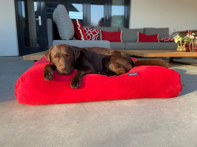 Hondenkussen / Hondenbed ribcord polyester small - S - 70x50cm von Dog's Companion in Rot – Produktfoto