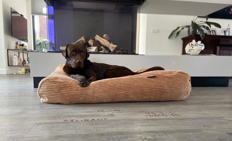 Hondenkussen / Hondenbed - S - 70 x 50 cm von Dog's Companion in Camel Giant Ribcord – Produktfoto