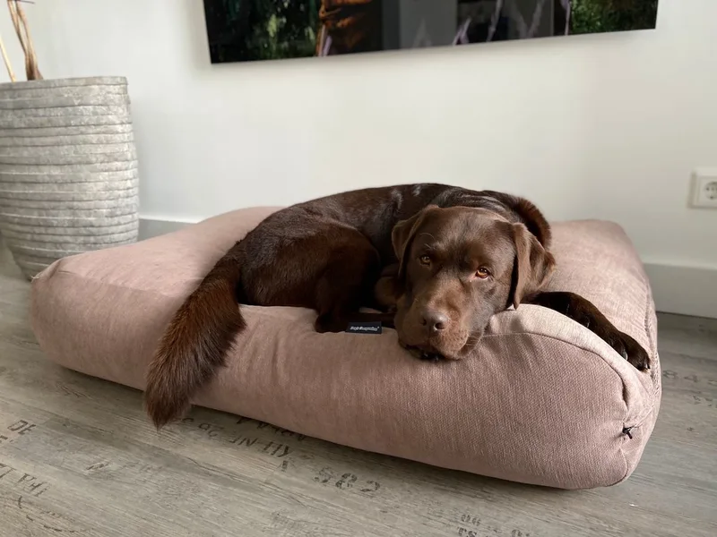 Hondenkussen / Hondenbed - S - 70 x 50 cm van Dog's Companion in Cappuccino Chenille Velours – productfoto