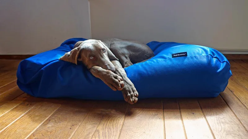 Hondenkussen / Hondenbed - S - 70 x 50 cm - Kobalt Water- en Vuilafstotende Coating - Waterafstotend von Dog's Companion in Kobalt Blauw Coating – Produktfoto
