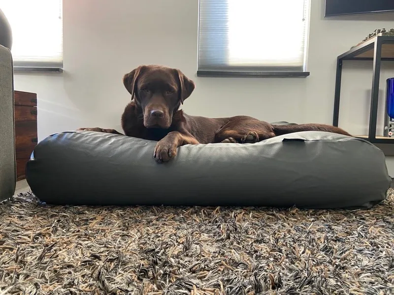 Hondenkussen / Hondenbed - S - 70 x 50 cm - Kunstleer von Dog's Companion in Muisgrijs Leather Look – Produktfoto