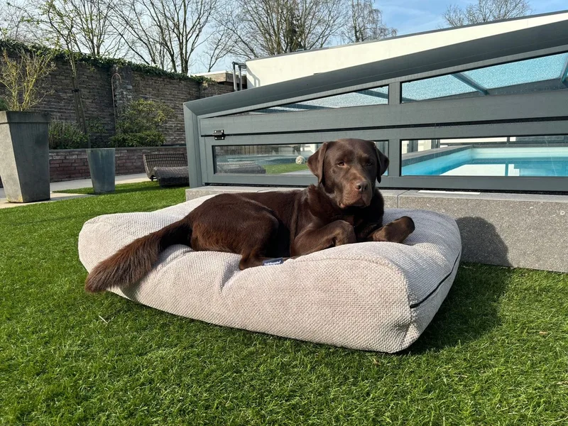 Hondenkussen / Hondenbed soft feather light grey - S - 70x50cm von Dog's Companion in Grau – Produktfoto