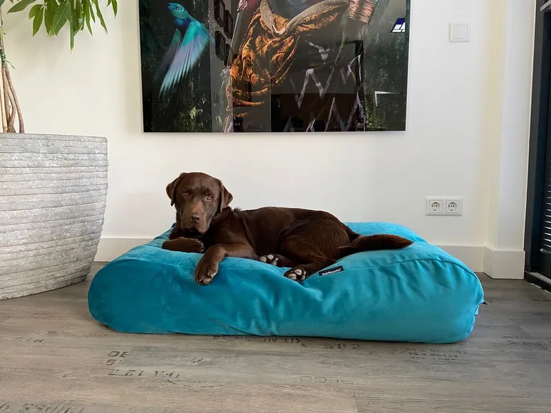 Hondenkussen / Hondenbed strong turquoise velvet - XS - 55x45cm fra Dog's Companion i Turquoise Velours Blauw – produktbillede