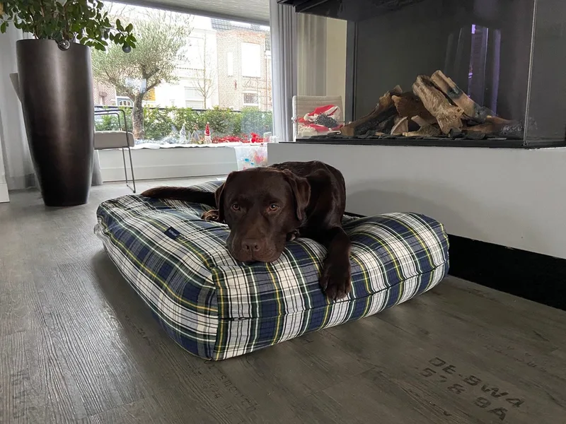 Hondenkussen / Hondenbed - XL - 140 x 95 cm von Dog's Companion in Dress Gordon – Produktfoto