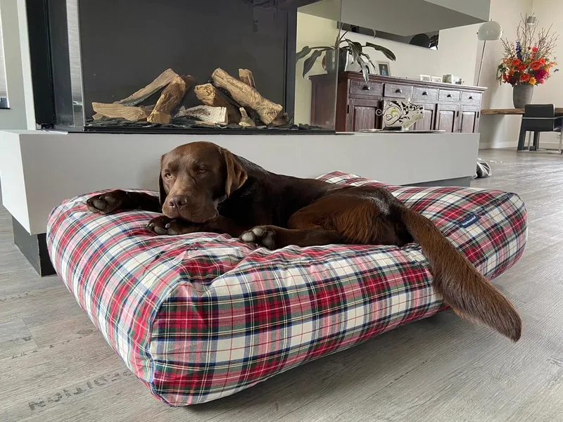 Hondenkussen / Hondenbed - XL - 140 x 95 cm von Dog's Companion in Dress Stewart – Produktfoto