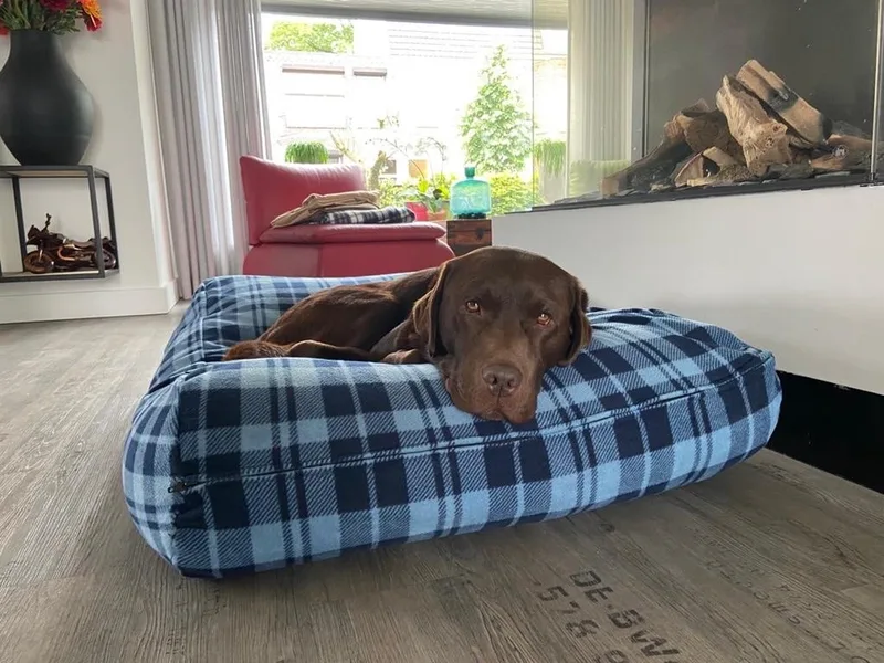 Hondenkussen / Hondenbed - XL - 140 x 95 cm by Dog's Companion in Fleece cosy blue – product photo