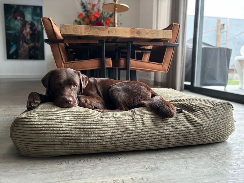 Hondenkussen / Hondenbed - XL - 140 x 95 cm fra Dog's Companion i Olive Giant Ribcord – produktbillede