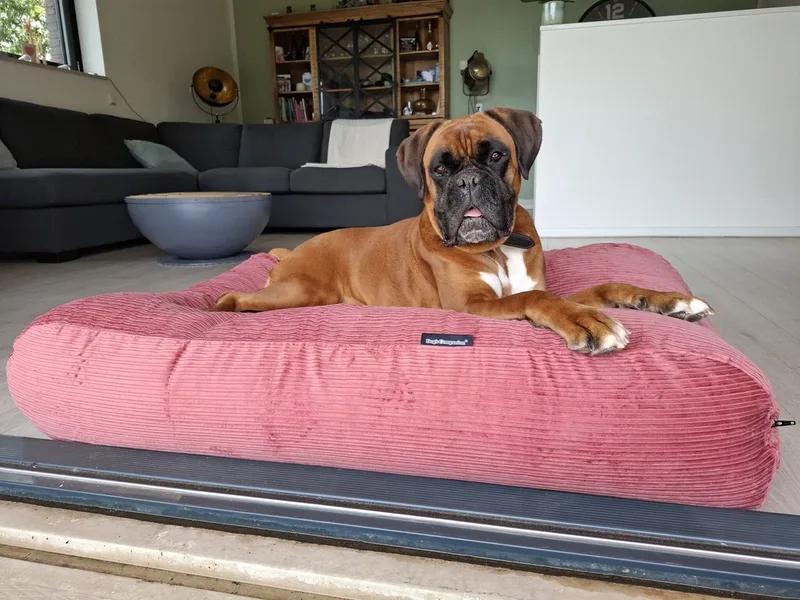 Hondenkussen / Hondenbed - XL - 140 x 95 cm de Dog's Companion en Oud Roze Double Ribcord – photo produit