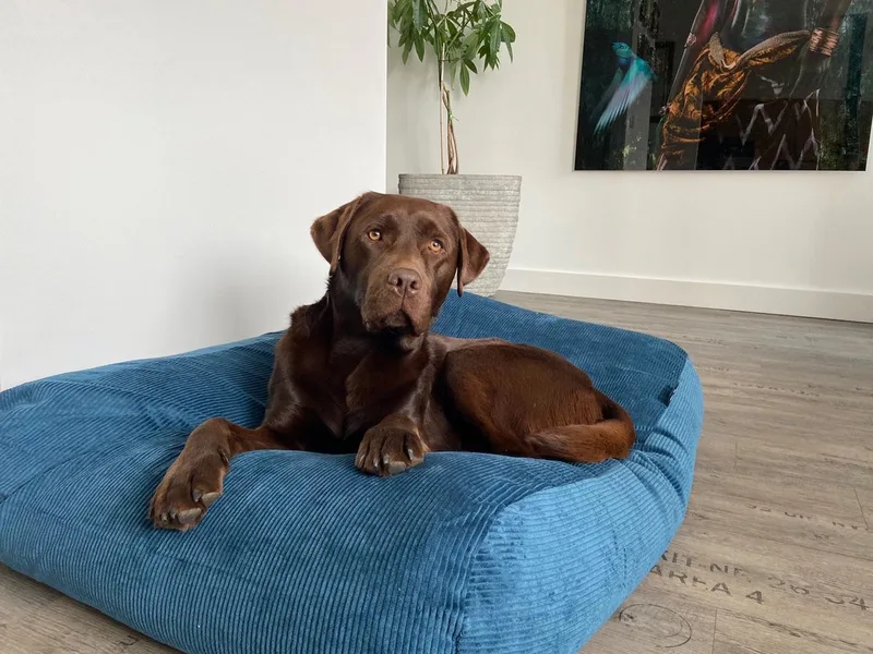 Hondenkussen / Hondenbed - XL - 140 x 95 cm - Petrol Ribcord by Dog's Companion in Petrol Blauw Ribcord – product photo