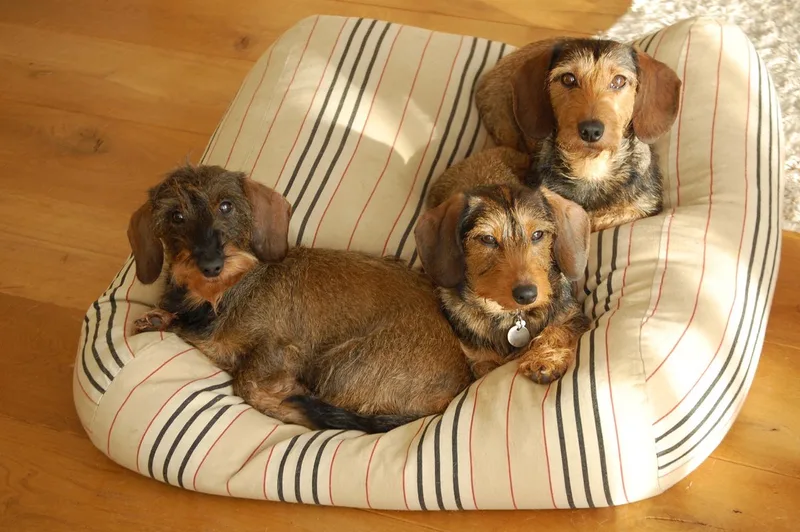 Hondenkussen / Hondenbed - XL - 140x95cm de Dog's Companion en Country Field Streep – photo produit
