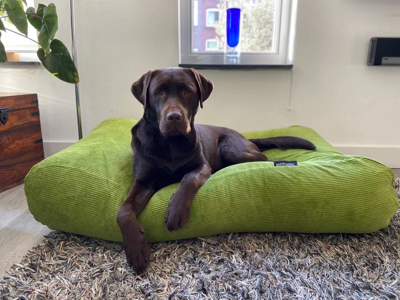 Hondenkussen / Hondenbed - XS - 55 x 45 cm de Dog's Companion en Appelgroen Ribcord – photo produit