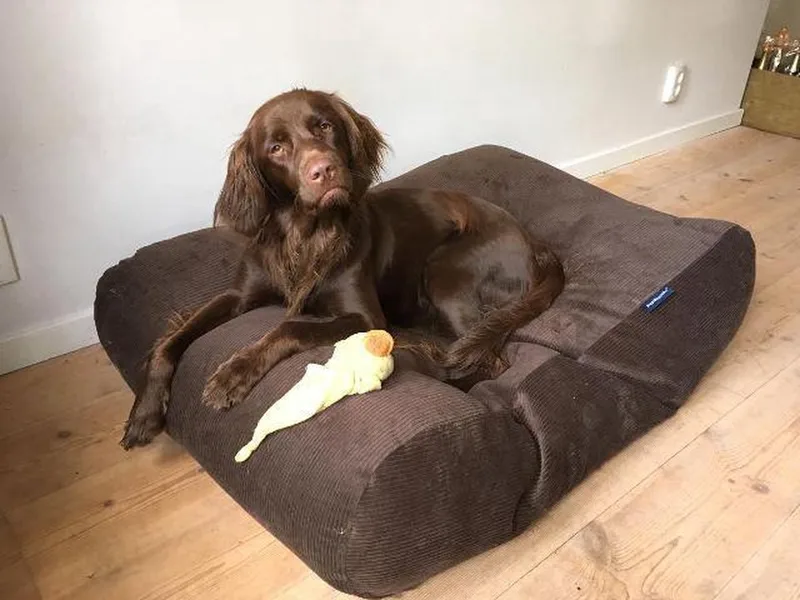 Hondenkussen / Hondenbed - XS - 55 x 45 cm by Dog's Companion in Chocolade Bruin Ribcord – product photo