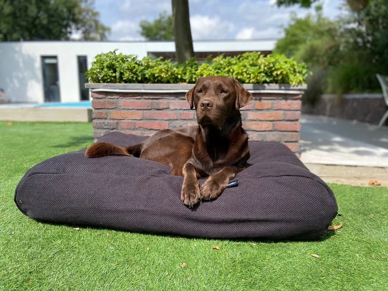 Hondenkussen / Hondenbed - XS - 55 x 45 cm - Copenhagen Black de Dog's Companion en Copenhagen Black Zwart – photo produit