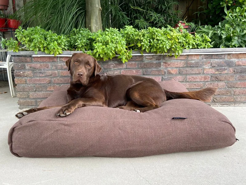 Hondenkussen / Hondenbed - XS - 55 x 45 cm - Copenhagen Mocha von Dog's Companion in Copenhagen Mocha Bruin – Produktfoto