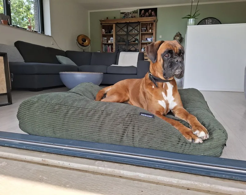 Hondenkussen / Hondenbed - XS - 55 x 45 cm von Dog's Companion in Hunting Double Ribcord – Produktfoto