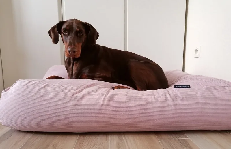 Hondenkussen / Hondenbed - XS - 55 x 45 cm by Dog's Companion in Lichtroze Ribcord – product photo