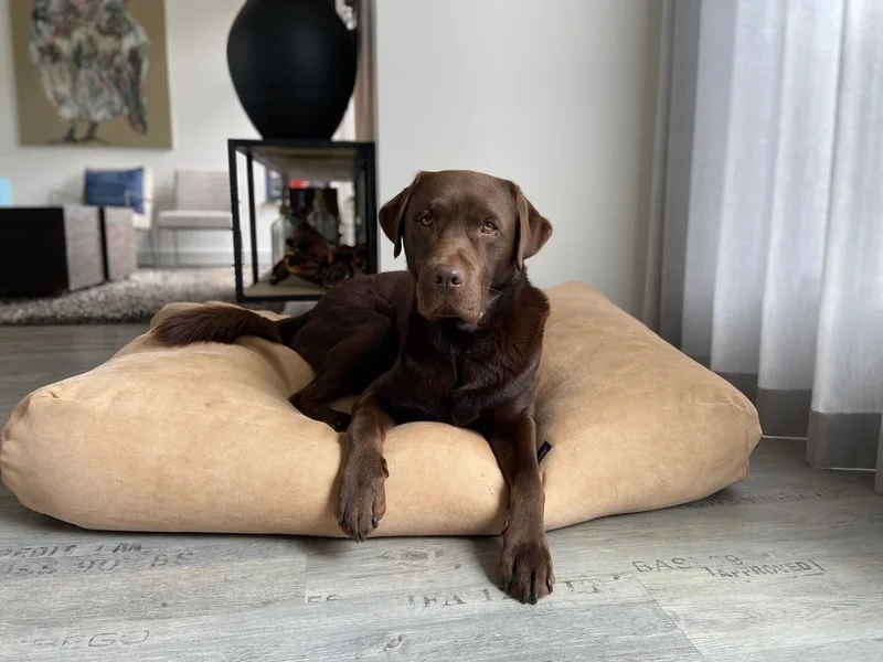 Hondenkussen / Hondenbed - XS - 55 x 45 cm by Dog's Companion in Moonligt Chenille Velours – product photo