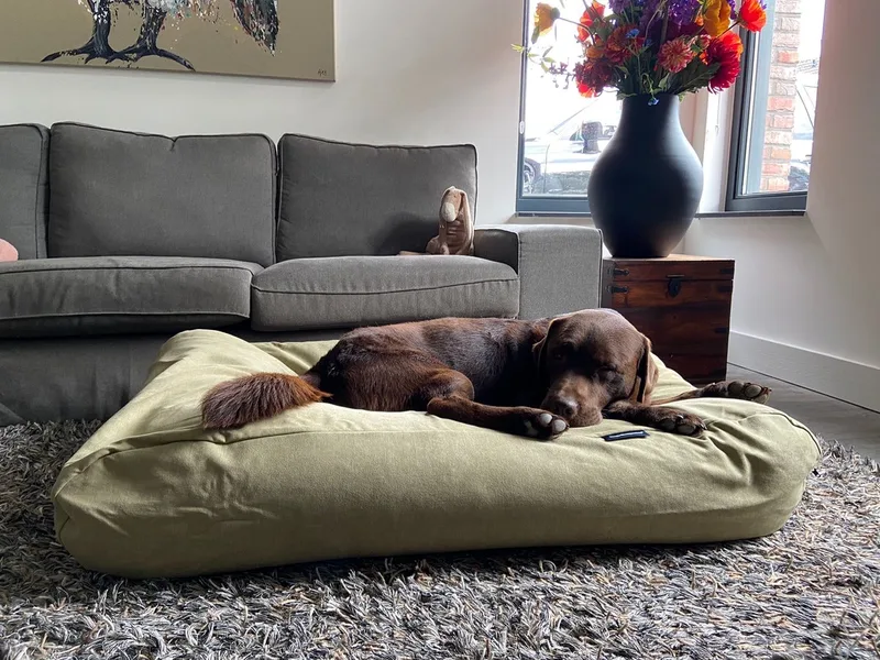 Hondenkussen / Hondenbed - XS - 55 x 45 cm - Moss Velvet de Dog's Companion en Moss Velours Groen – photo produit