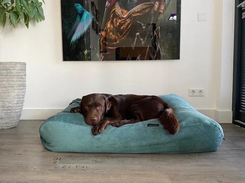 Hondenkussen / Hondenbed - XS - 55 x 45 cm - Ocean Ribcord van Dog's Companion in Ocean Blauw Ribcord – productfoto