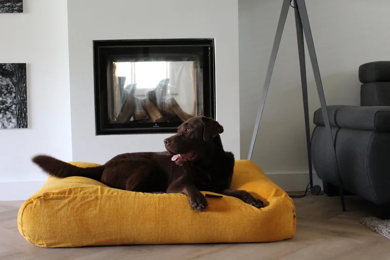 Hondenkussen / Hondenbed - XS - 55 x 45 cm by Dog's Companion in Okergeel Ribcord – product photo