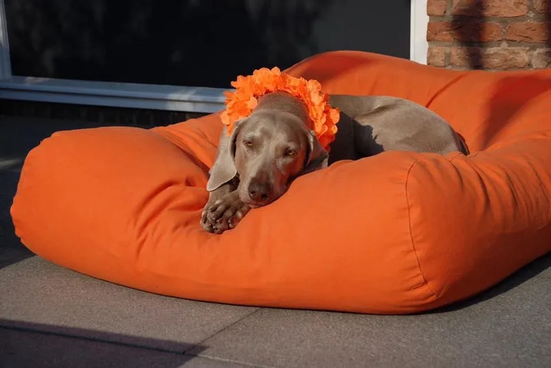 Hondenkussen / Hondenbed - XS - 55 x 45 cm van Dog's Companion in Oranje Canvas, Katoen – productfoto