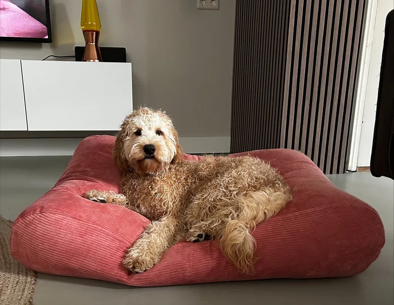 Hondenkussen / Hondenbed - XS - 55 x 45 cm de Dog's Companion en Oud Roze Ribcord – photo produit